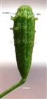  Fruit (Anthocarp)